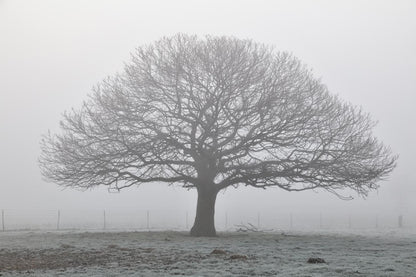 Felbrigg