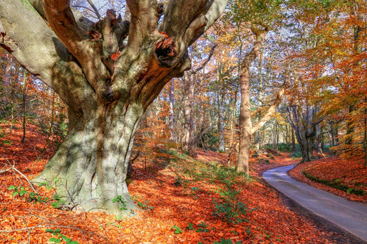 Felbrigg