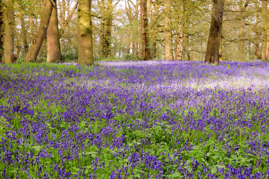 Blickling