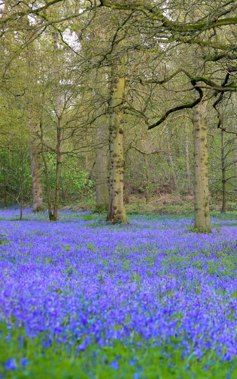 Blickling