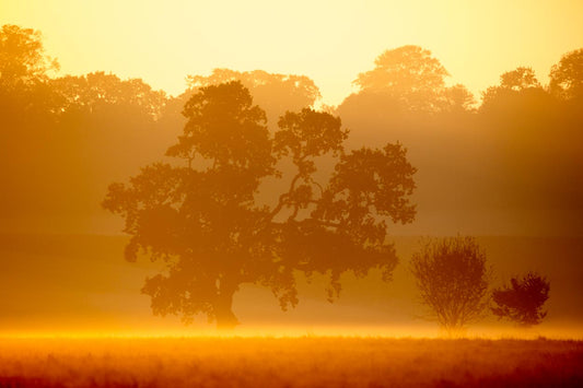 Felbrigg