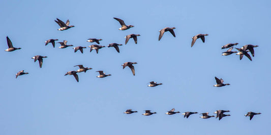 Blakeney