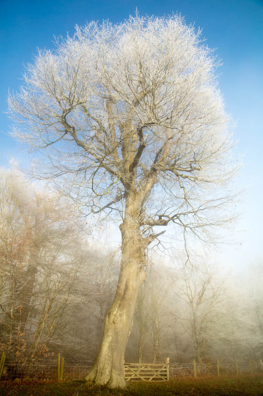 Felbrigg