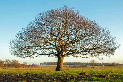 Felgrigg