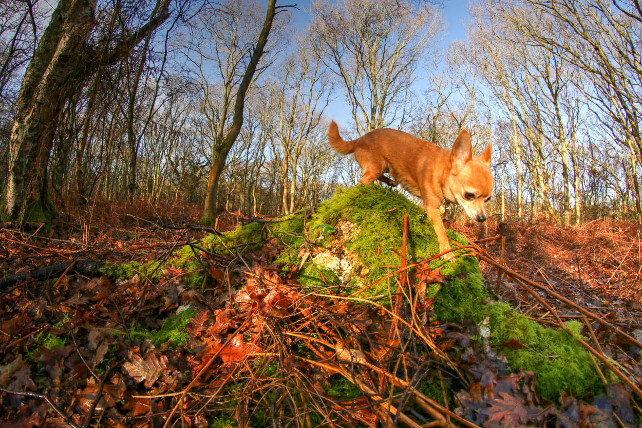 Kelling Heath