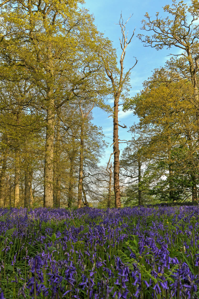 Bluebells