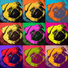 Pop Art Pug