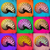 Pop Art Shells