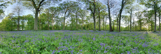 Blickling 360